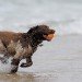 Dog fun_3